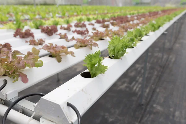 Hydroponic lettuce vegetable growing in agriculture farm