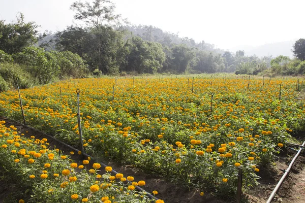 Calendula marigold field