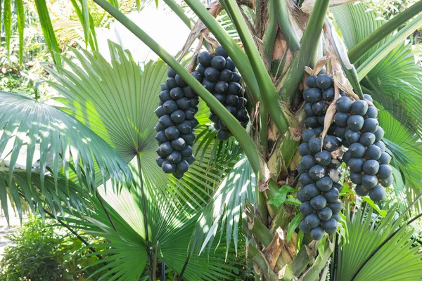 The palm fruit