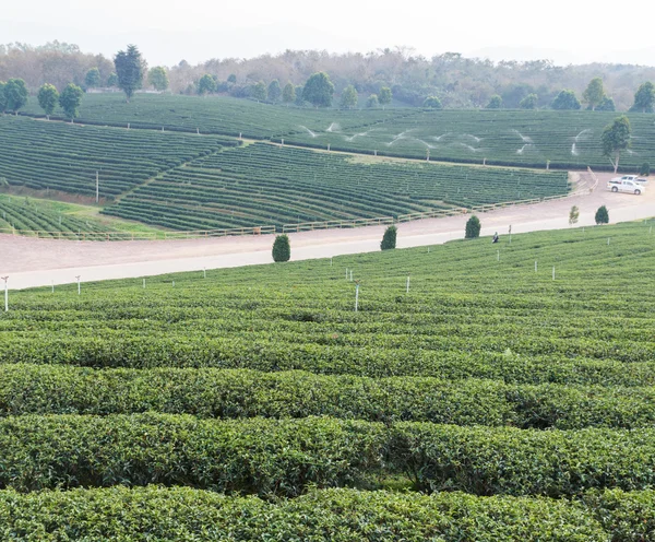 Oolong tea farm