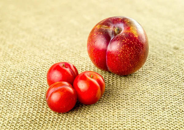 Normal red plum next to tiny cherry plums