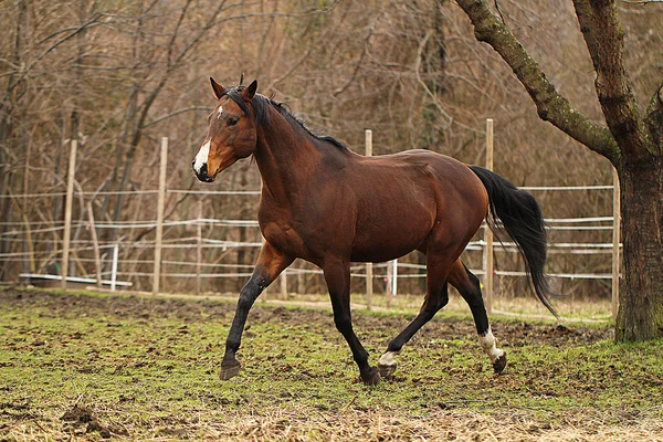 Quarter horse stallion