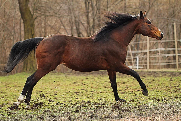 Quarter horse stallion