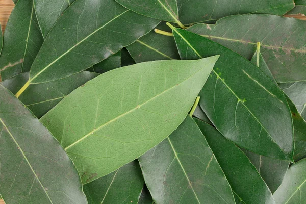 Green bay leaves