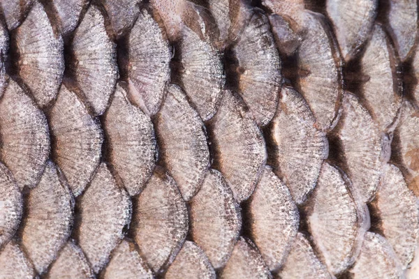 Texture of fish scales close up.