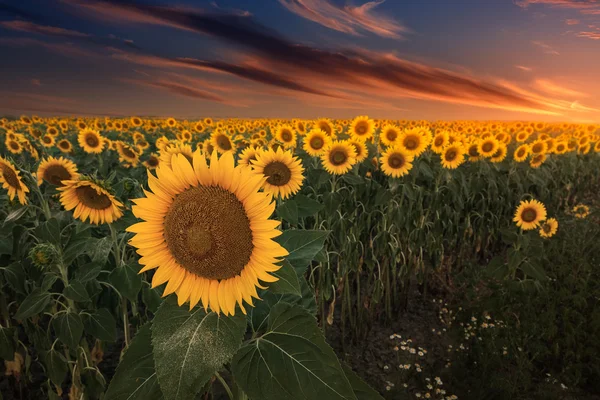 Colorful sunflowers on flat land at sunset