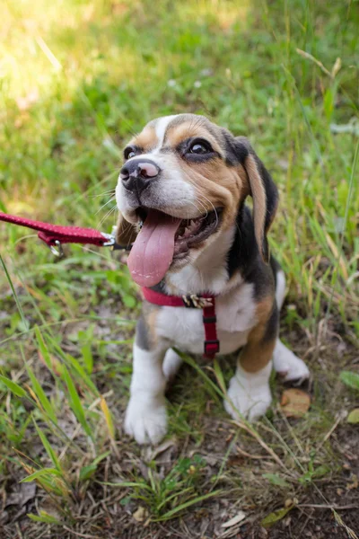 Happy smiling beagle