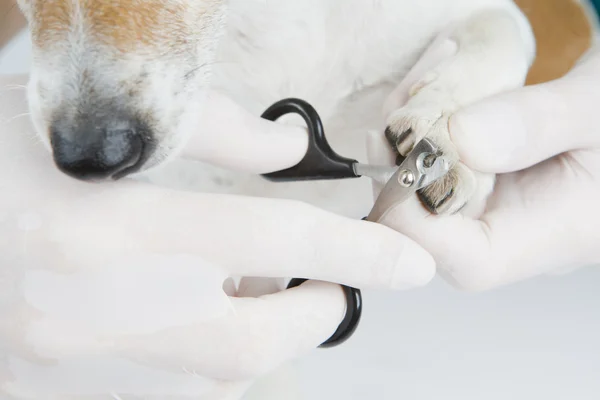 Trimming dog claws.