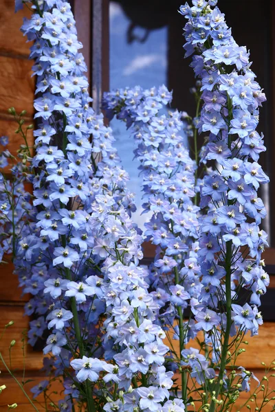 Delphynium blue flowers