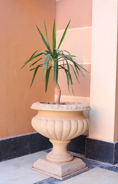 Pot plants as a part of hotel exterior design
