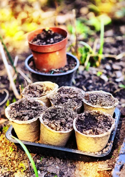 Pots with soil for garden sprouts on the spring outdoor country