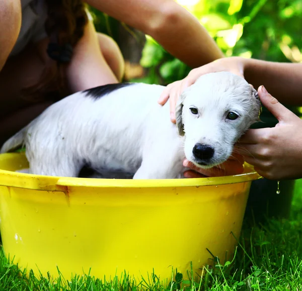 Kids wash stray white puppy in yellow basin on the summer garden background