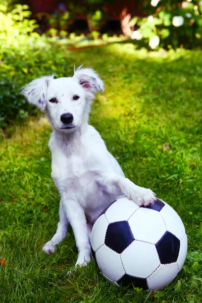 puppy with black and white ball