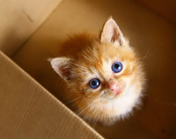 Red hair one month old little kitten