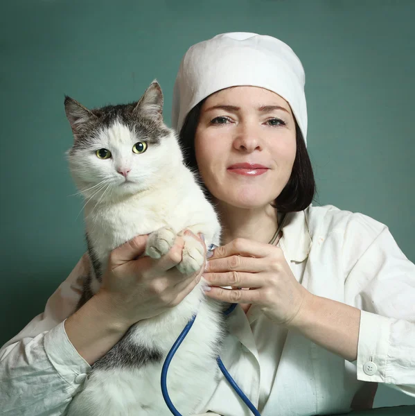 Veterinarian woman examine siberian cat