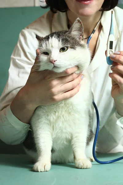 Veterinarian woman examine siberian cat