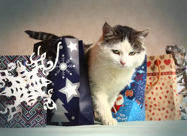 Siberian cat among christmas new year present bag