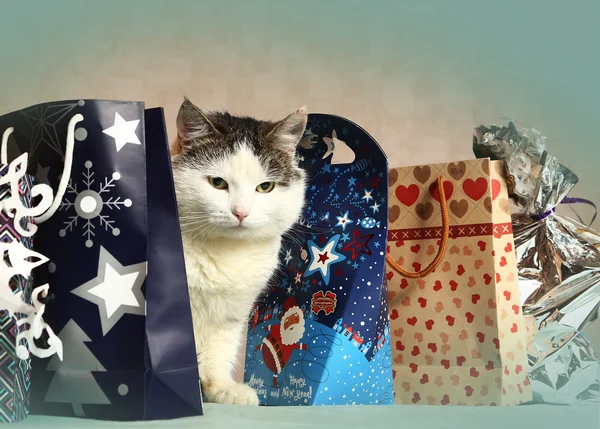 Siberian cat among christmas new year present bag