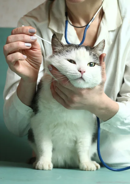 Veterinarian woman take care of the cat