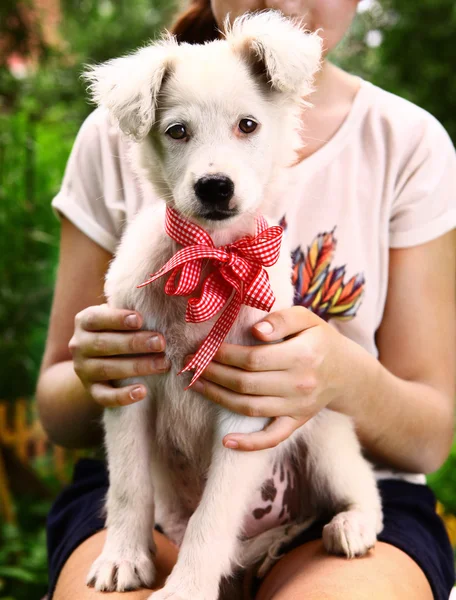 White puppy with neck bow close up portrait