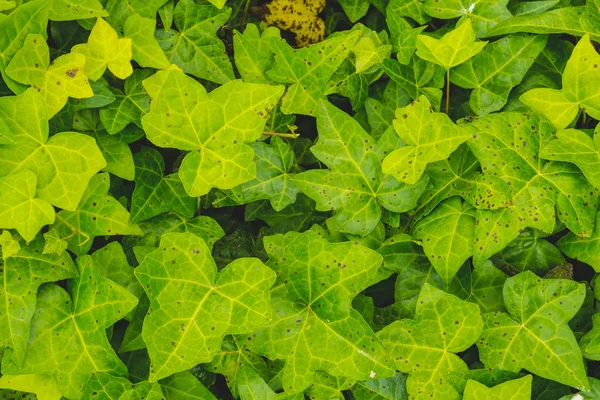 Close-up of ivy leaves