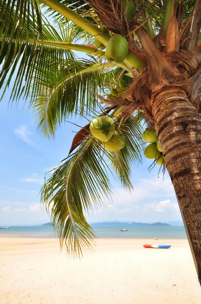 Coconut palm trees with coconuts fruit on tropical beach background