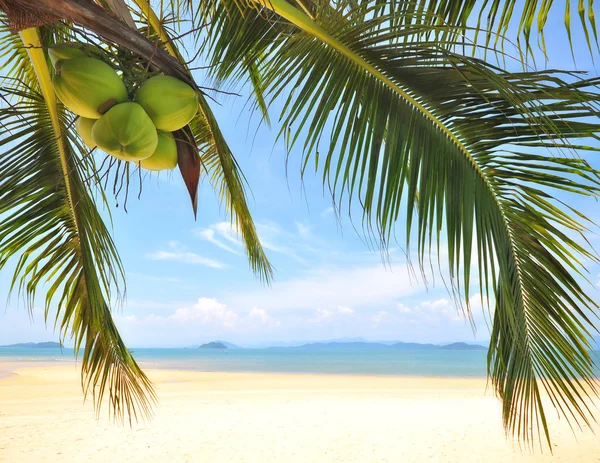 Coconut palm trees with coconuts fruit on tropical beach background