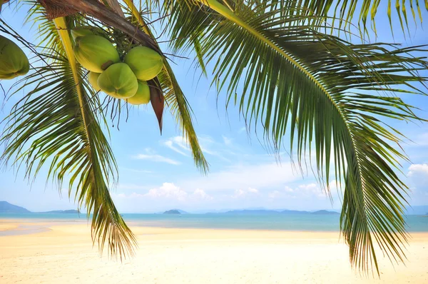 Coconut palm trees with coconuts fruit on tropical beach background