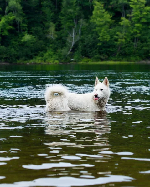 Siberian husky dog with blue eyes stands and looks ahead. Dog in the lake. Wet dog