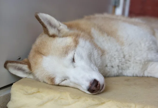 Siberian husky dog sleeping close up