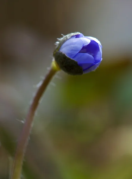 Wild violet flower, wood violet flower with space for text