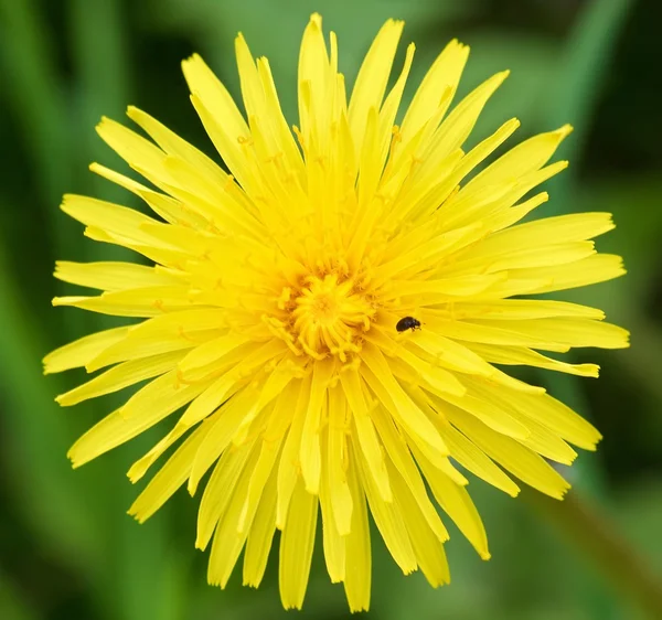 Dandelion photo from the top and small insect inside. Yellow dandelion close up