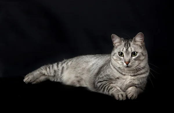Beautiful cat portrait, Cat  portrait isolated in dark background, kitten in studio in dark background with pleading stare at the viewer with space for advertising and text