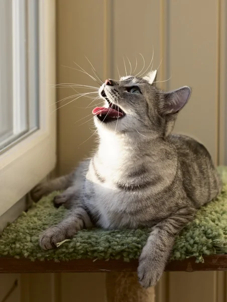 Cat looking with open mouse, tired kitten portrait close up, cat in light brown and cream looking with pleading stare at the viewer with space for advertising and text