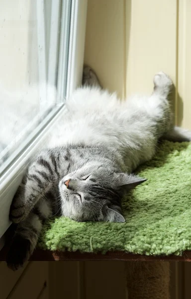 Humorous photo of grey cat sleeping in terrace, sleepy cat, domestic