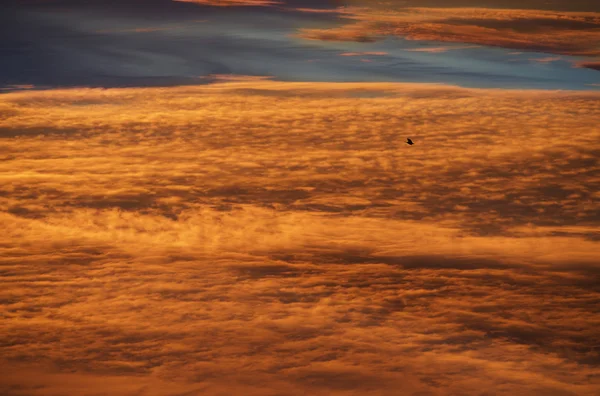 Sunset sky over Vilnius, Lithuania. Sky before storm. Fiery orange sunset sky. Beautiful sky and alone bird flying in the sky background. Creative photo of amazing golden sunset