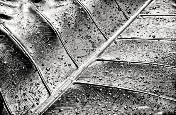 Rain drops on a leave in back and white photo, rain, drops