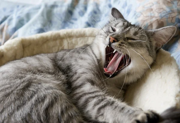 Yawning cat close up in blur background, sleepy cat, grey big cat, funny cat in domestic background, siesta time, relaxing cat, curious cat, cat with open mouth, desaturated photo, cat in the terrasa