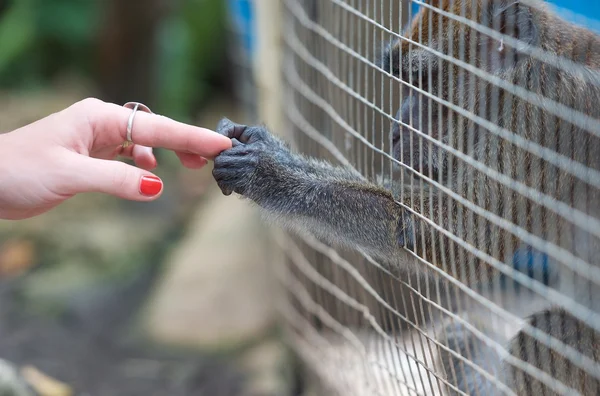 Little monkey keep hand of woman in zoo. Hands fragment - woman and wild animal. Curious monkey looking at woman hand