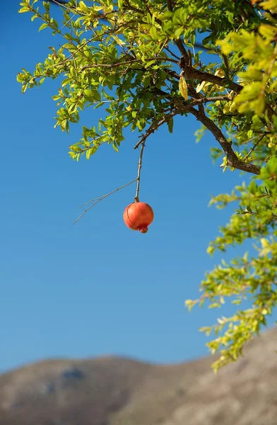 Pomegranate tree, fresh pomegranate in blue sky background