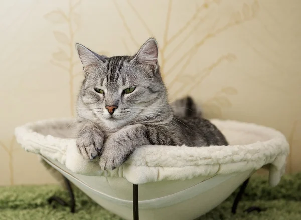 Serious cat, cat at home, proud cat, funny cat, grey cat, domestic animal, grey serious cat in blurry background, fat cat