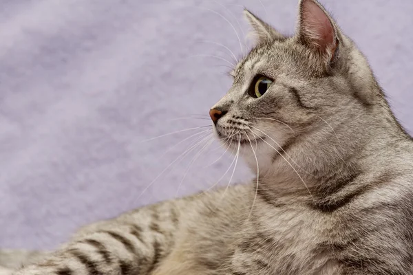 Serious cat, cat at home, proud cat, funny cat, grey cat, domestic animal, grey serious cat in blurry background, fat cat