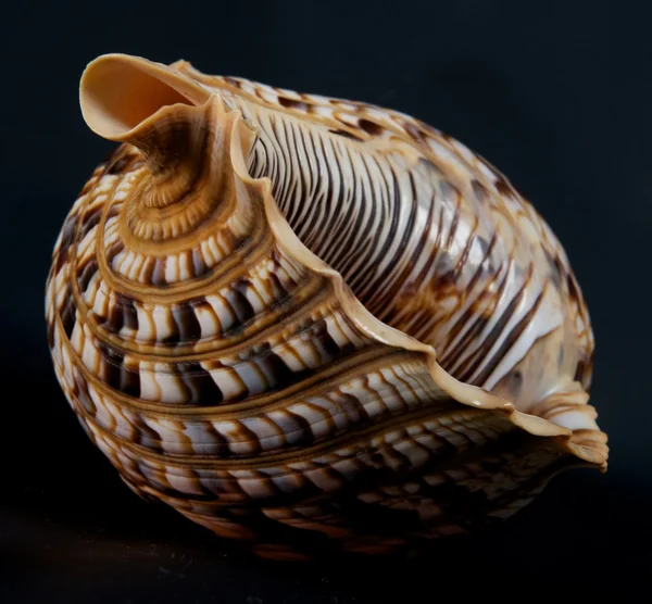 Seashell isolated in dark background. Sea shell isolated in black,Marine sea shell in a studio setting against a dark background. Sea shell from collection. Exotic marine life