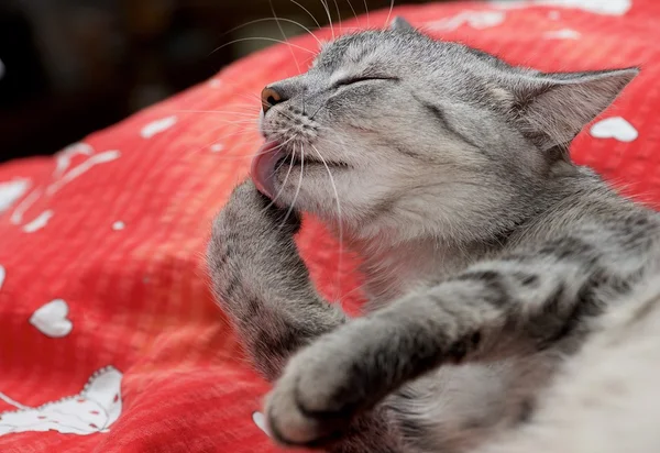 Cat portrait close up, only head crop, Beautiful grey sleepy kitty