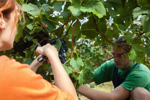 The Grape Harvest