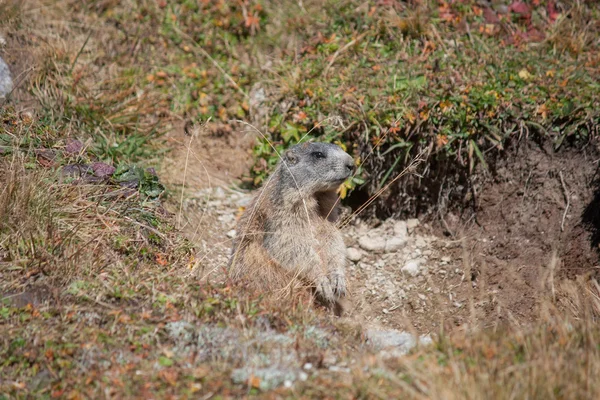 Gopher in the Alps