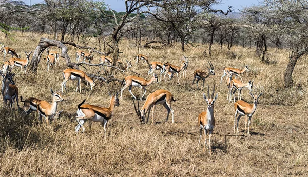 Herd of female impala