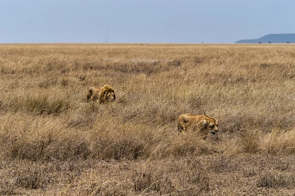 A Lion and Lioness in Serengeti National Park, Tanzania