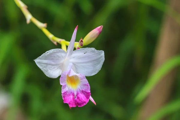 Arundina graminifolia terrestrial orchid close up