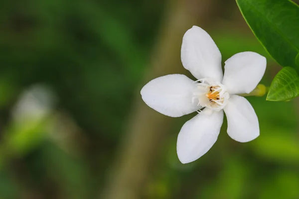 Gardenia flower